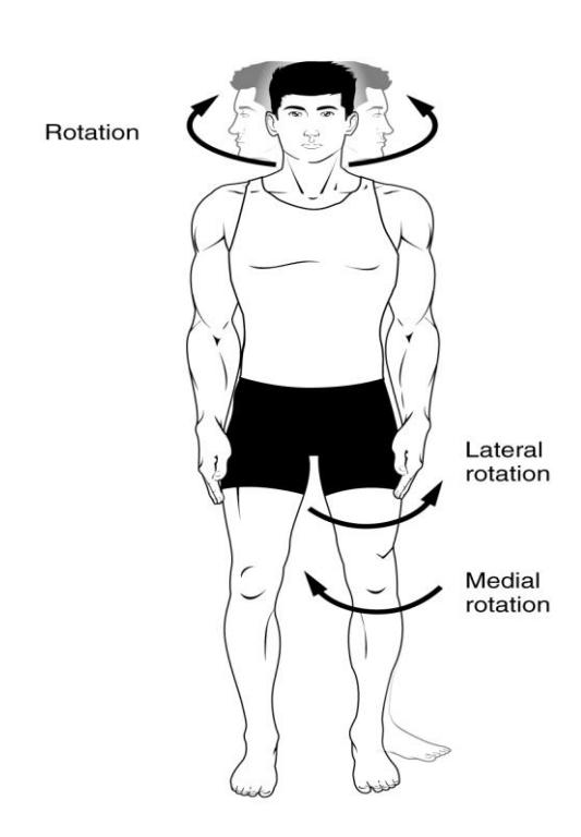 9 The Articulations and Joints: – Introduction to Human Biology ...